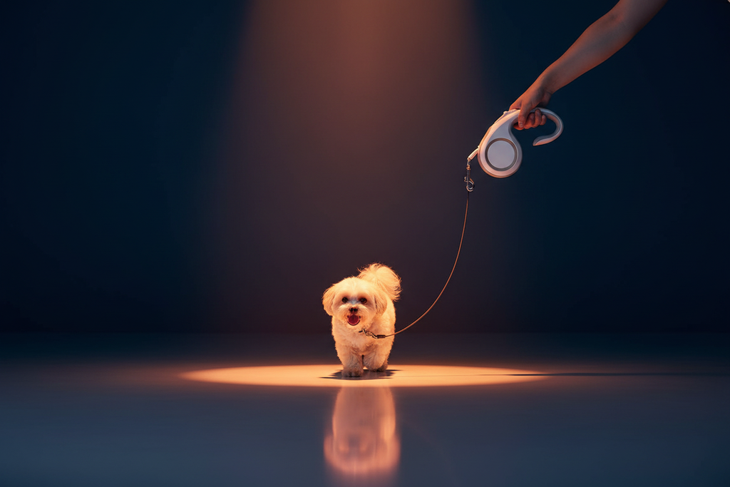 Retractable Leash - Lifestyle